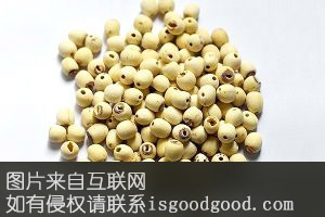 董泽白莲特产照片
