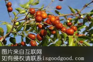野生酸枣特产照片