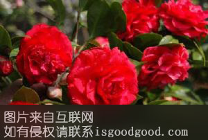 云南山茶花特产照片