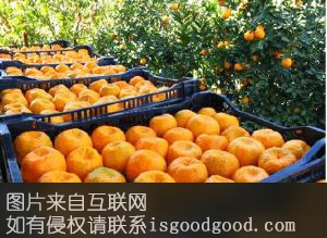 五龙椪柑特产照片