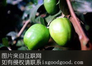 元谋优质大枣特产照片