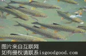 武夷西鱼特产照片