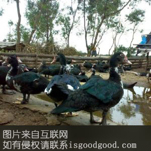 古田黑番鸭特产照片