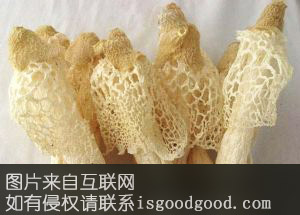 古田竹荪特产照片