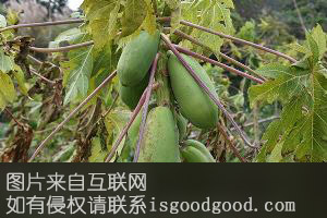 桐柏木瓜特产照片