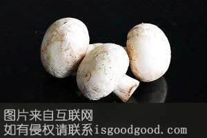 夏邑双孢菇特产照片