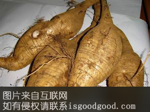 新会围垦粉葛特产照片