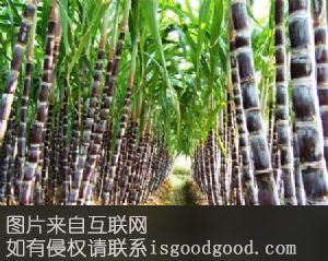 联竹果蔗特产照片