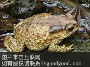 启东蟾蜍特产照片