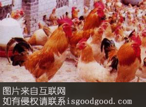 平定沙司鸡特产照片