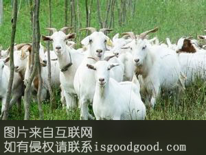 清江白山羊特产照片
