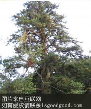 始兴杉木特产照片