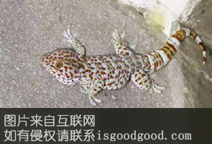 东兴蛤蚧特产照片