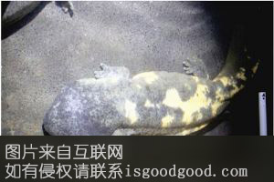 新晃娃娃鱼特产照片