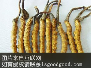 九寨沟虫草特产照片