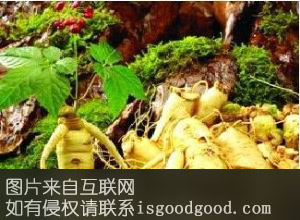 万良镇人参特产照片