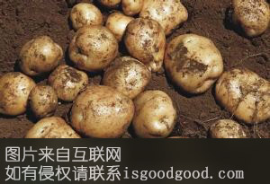 翟镇土豆特产照片