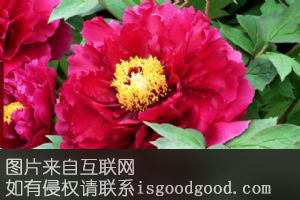洛阳牡丹红特产照片