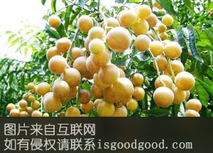 鸡心黄皮果特产照片