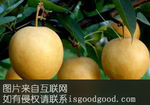 莒口棕梨特产照片