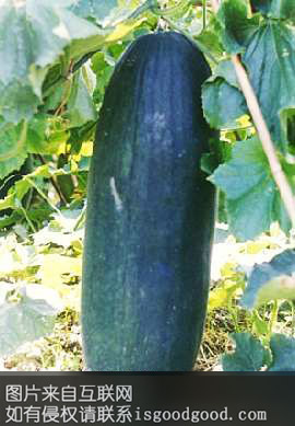 榄核冬瓜特产照片