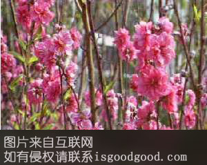 南村桃花特产照片