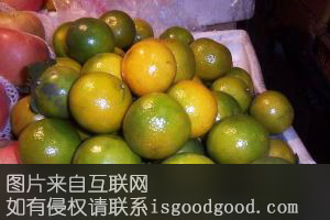 新兴贡柑特产照片