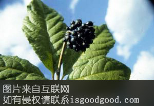尚志刺五加特产照片