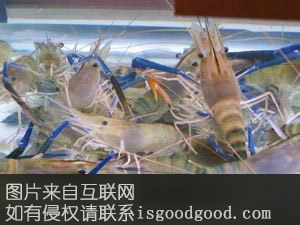 高邮罗氏沼虾特产照片