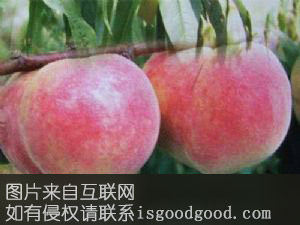 张庄冬桃特产照片