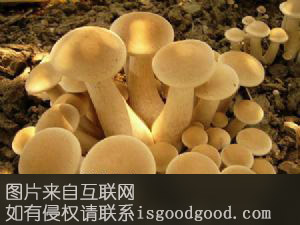 双鸭山松蘑特产照片