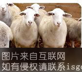 燕山无角山羊特产照片