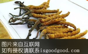 阳城冬虫夏草特产照片