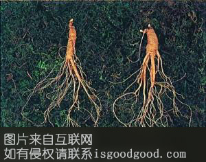 吉林人参特产照片