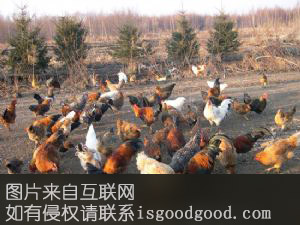 绥棱森林鸡特产照片