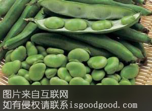 毛板青蚕豆特产照片