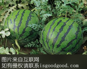 三尖港西瓜特产照片