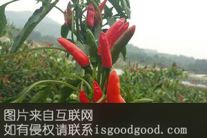 铁门朝天椒特产照片