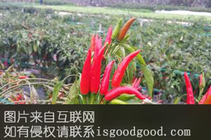 万山湖朝天椒特产照片