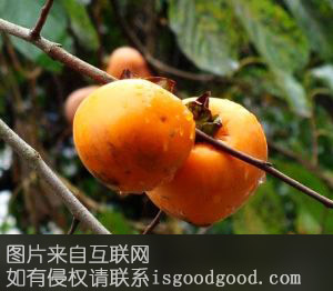 乾县柿子特产照片
