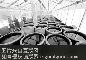 宁南晒醋特产照片