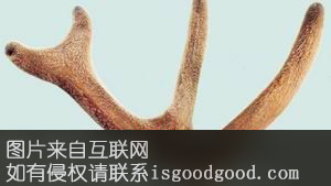 康定鹿茸特产照片