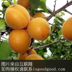 木亚格杏特产照片