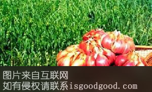“六瓣红”大蒜特产照片