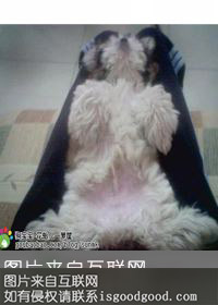 狗皮褥子特产照片