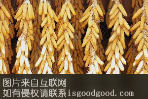 玉米制种特产照片