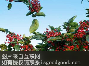 元龙花椒特产照片