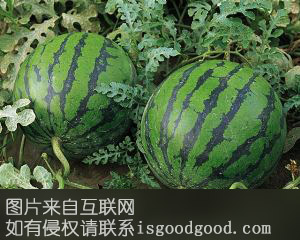 秦安西瓜特产照片