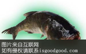 金塔大头鱼特产照片