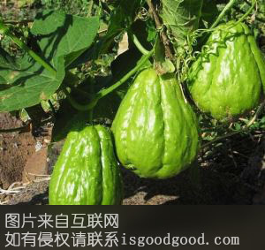 绿梨瓜特产照片